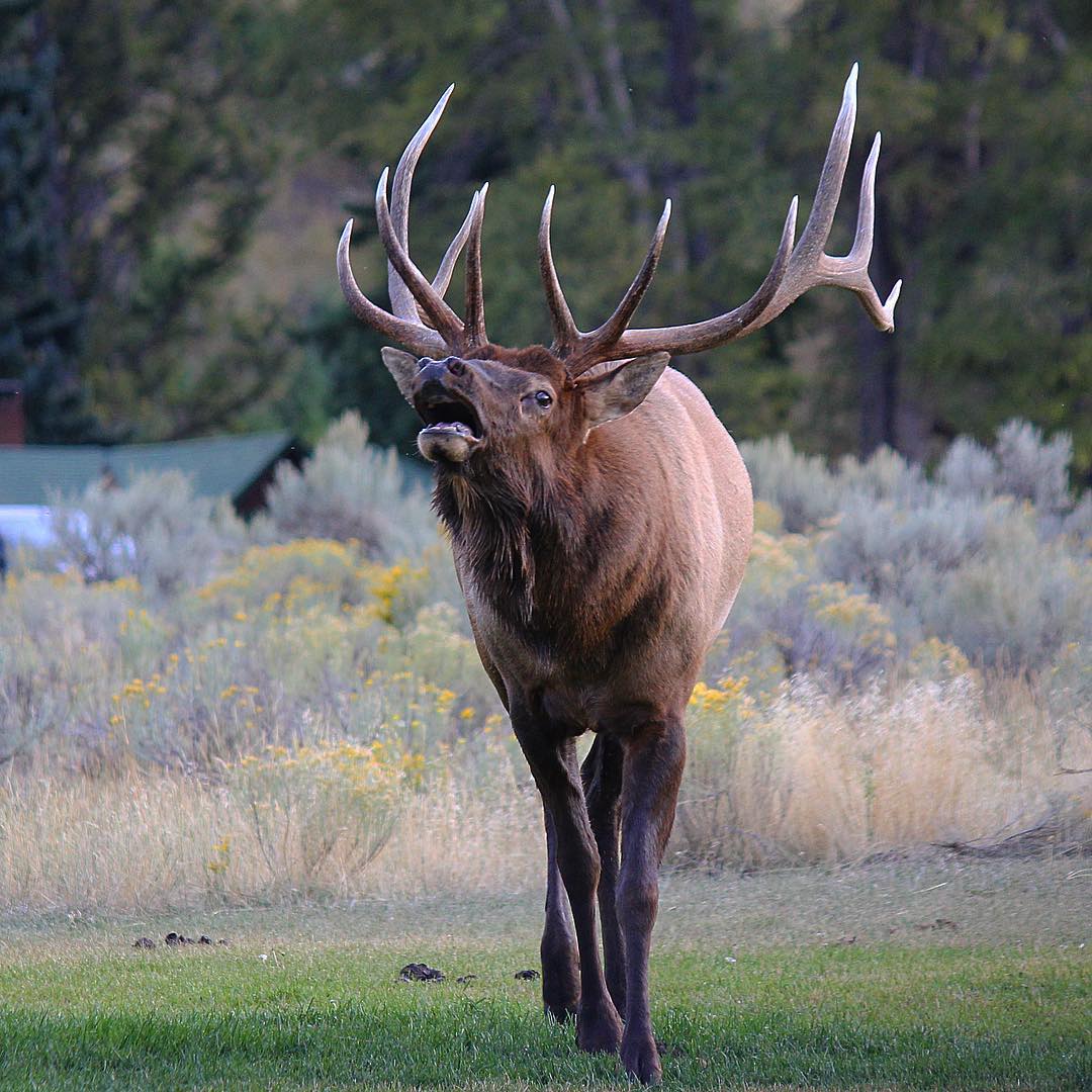 Summer Wildlife Sightings in Yellowstone, WY