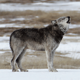 Alpha male (712) of the Canyon pack in the Lower Geyser Basin