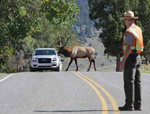 Park ranger stopping traffic for bull elk