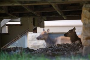 Calf elk under porch at Mammoth with mother nearby;