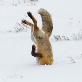 Hunting fox, Hayden Valley