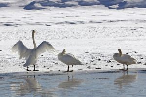 Trumpeter swans along the Yellowstone River in Hayden Valley