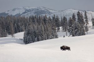 Winter Scene with Bison