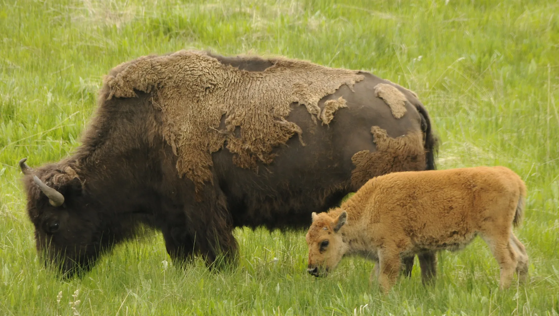 Bison and calf in grass