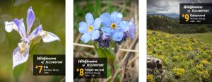 Wildflowers - Iris, Forget-me-not, Balsamroot