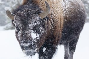 Bison with snow balls in it's fur