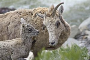 Big Horn Sheep Babies