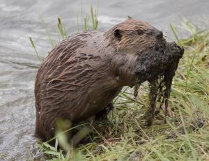 Yellowstone Beaver by disney_cobbpr