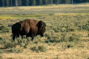 Bison in Yellowstone