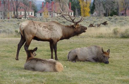 Elk bugle