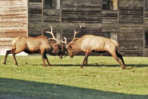 Elk fight