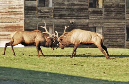 Elk fight