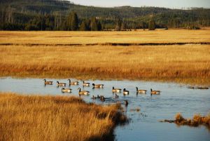 Geese in pond