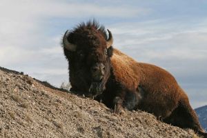 Bison