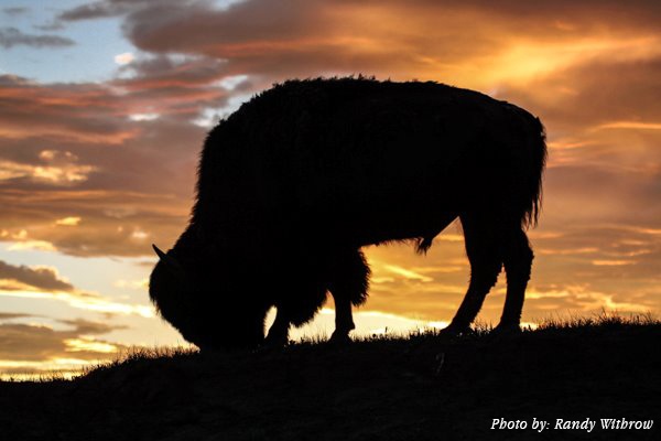 BUFFALO-Sunset | Yellowstone National Park Lodges