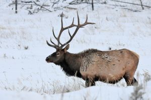 Elk in winter