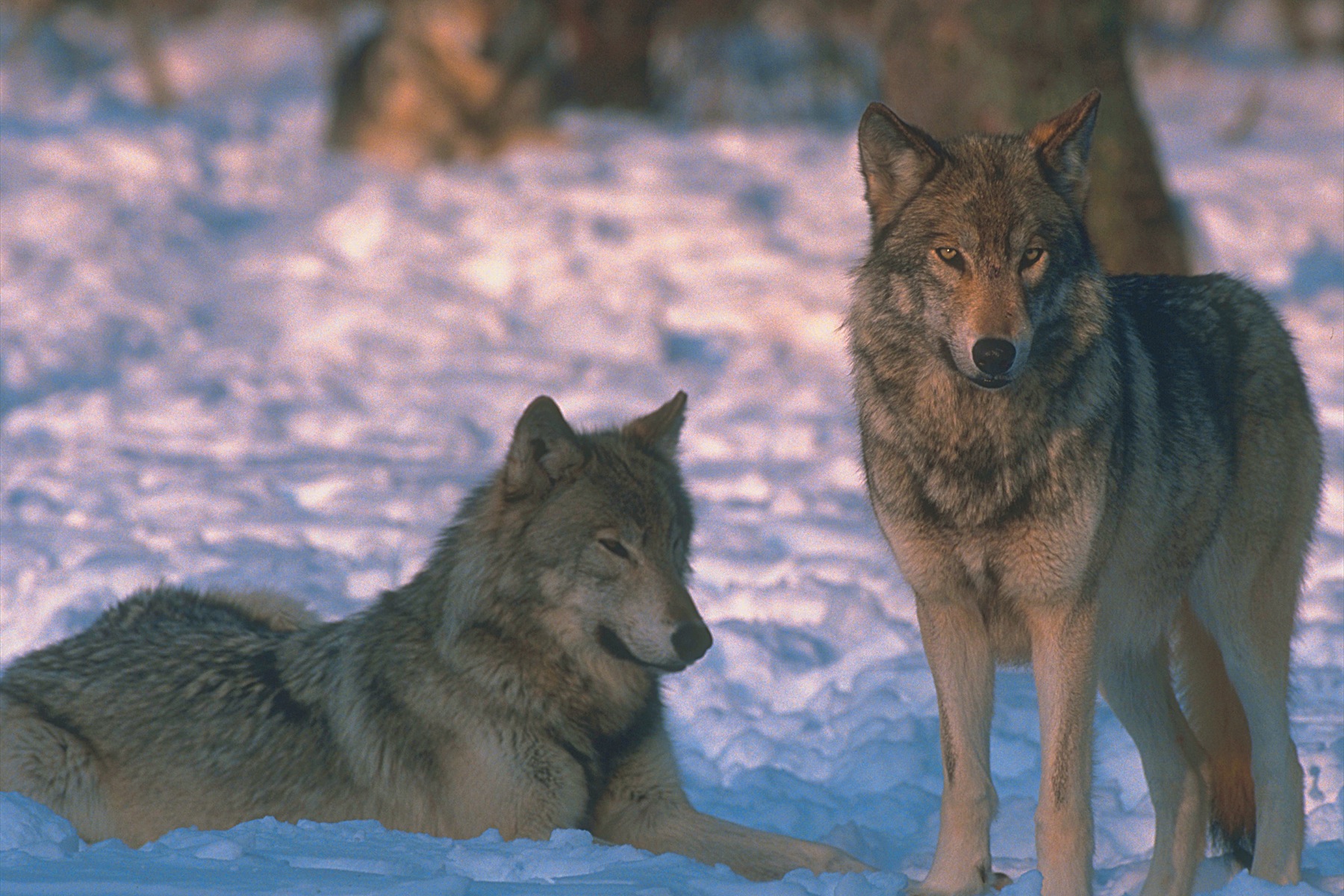 Красивые фото с волками