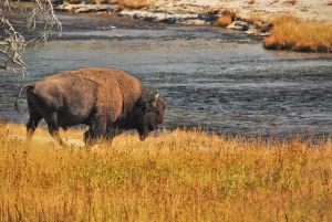 Bison roaming near pond