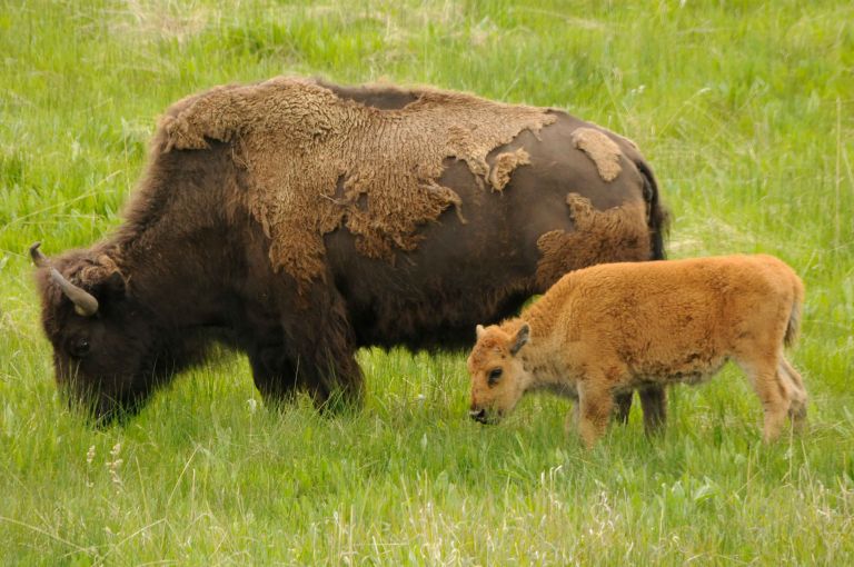 5 Reasons to Visit Yellowstone This Spring