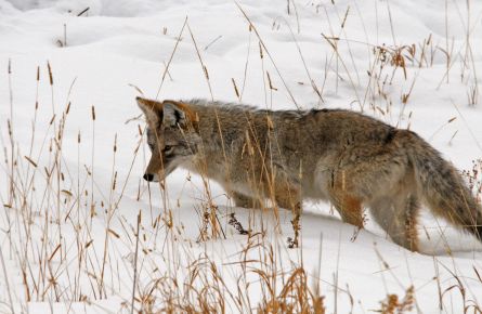 Coyote in a snowy field