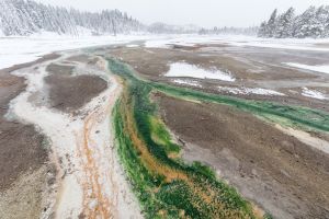 Norris Geyser Basin thermophile streams