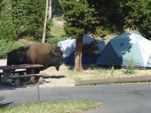 Bison at Madison Campground