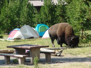 Madison Campground