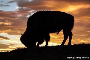 Buffalo at sunset by Randy Withrow