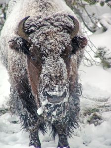 Snowy bison