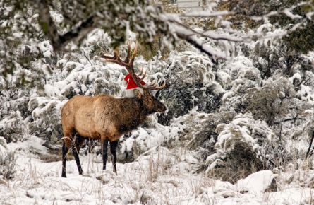 Elk in a santa hat