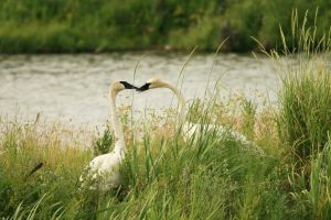 Swan by the water