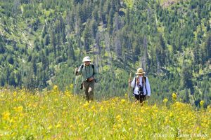 Wildflower photo by James Knight