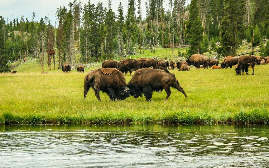 Yellowstone National Park Animals Amazing Wildlife Photos In