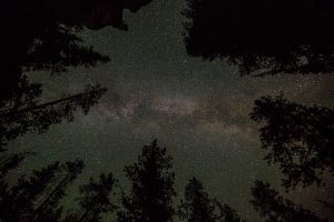 Milky Way and lodgepole pines