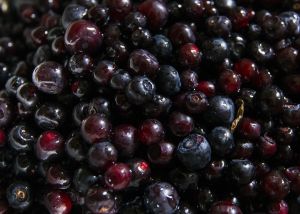 Huckleberries