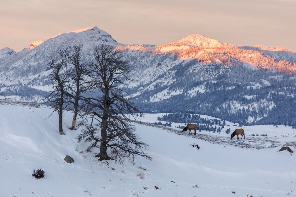 Bear Hibernation: 5 Fun Facts - Yellowstone Forever