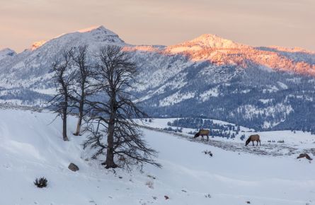 Two elk grazing a ridge during sunset