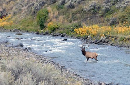 Bull elk in Gardner River