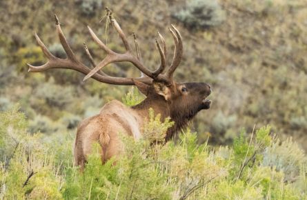 Category | Plan | Yellowstone National Park Lodges