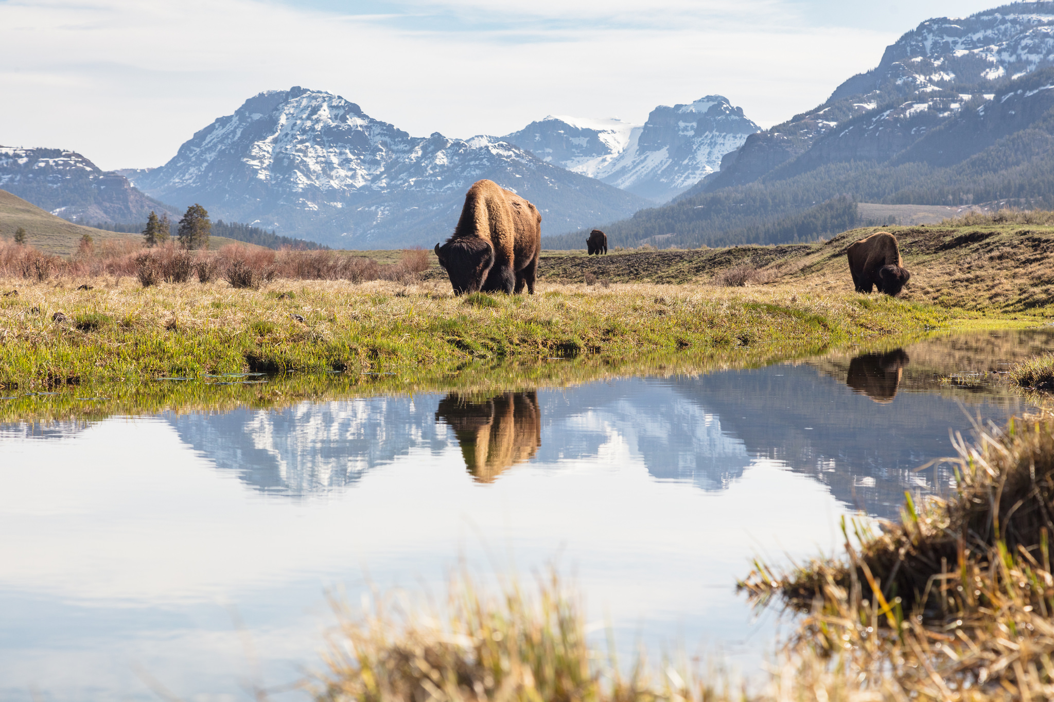 Yellowstone Where The Bison Roam