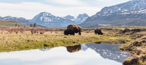 Bull bison graze along an ephemeral pool in Lamar Valley panorama