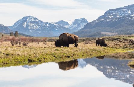 Bull bison graze along an ephemeral pool in Lamar Valley panorama
