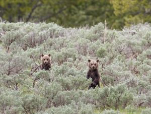 Grizzly cubs