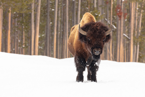 A bull bison stands in the road near Madison Junction