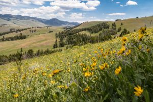 Wildflowers in Lamar Valley