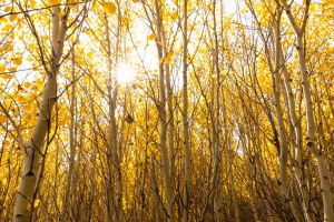 Warm fall afternoon in an aspen grove