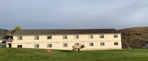 Elk in front of dorm housing in Mammoth Hot Springs