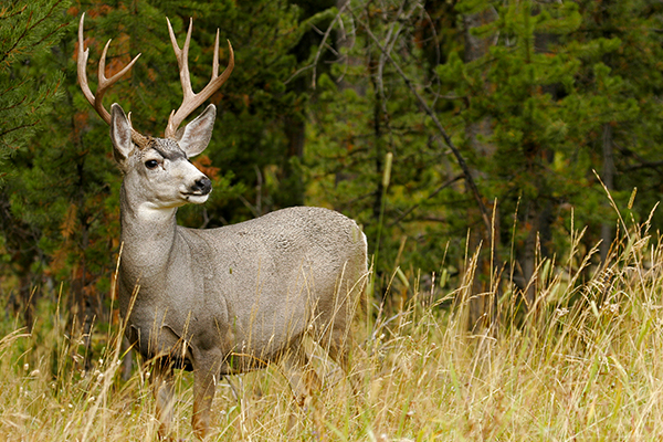 mule-deer-2