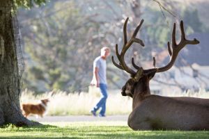 Bull elk in grass at Mammoth Hot Springs and man walking dog in the background