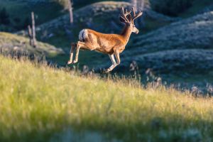 White-tailed deer in velvet